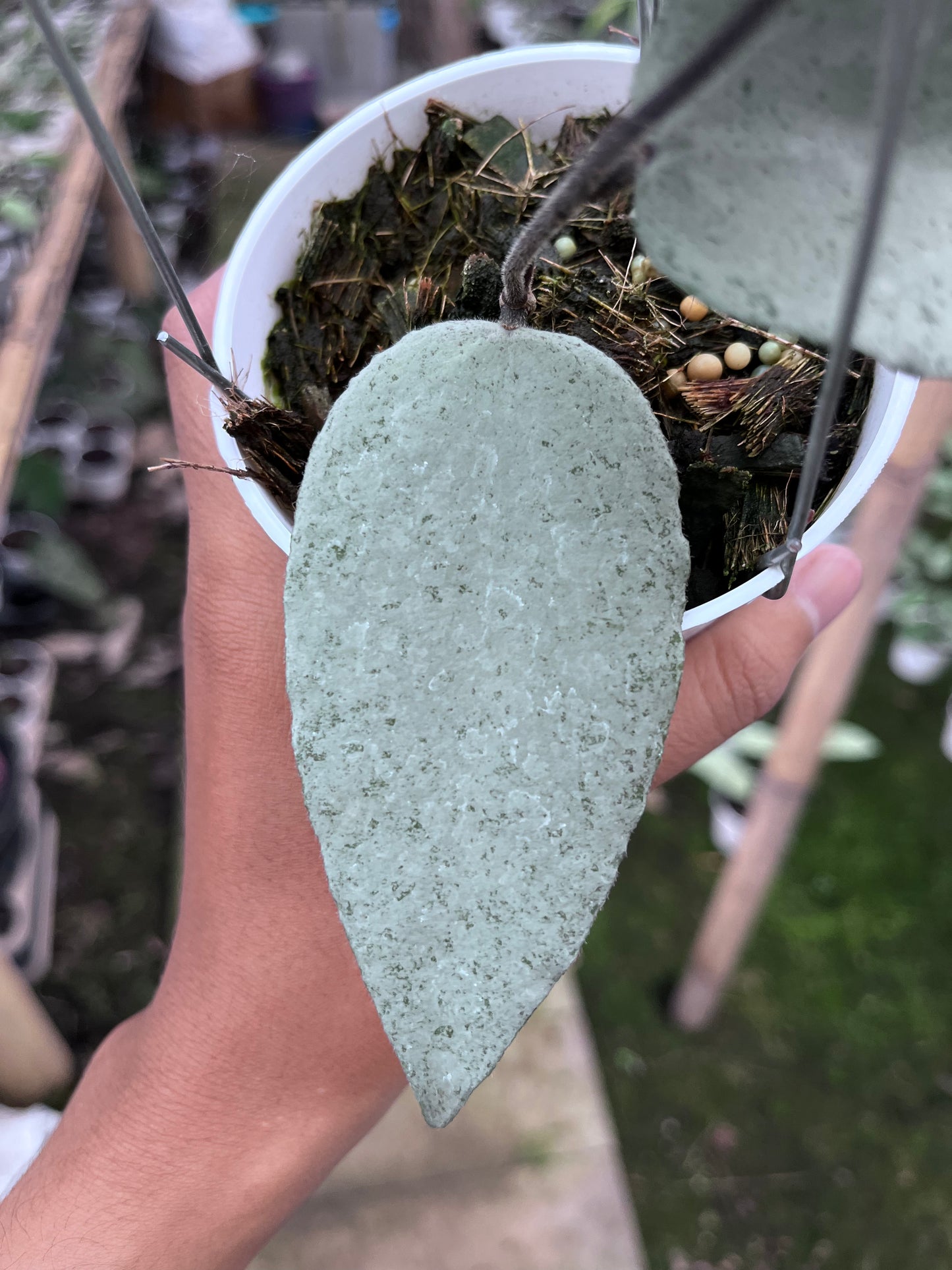 Hoya Caudata Argene (4 leaves)