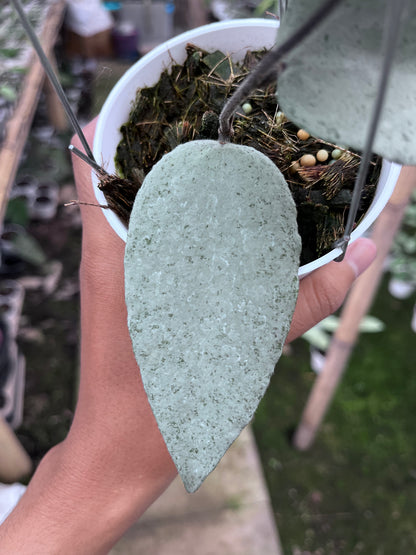 Hoya Caudata Argene (4 leaves)