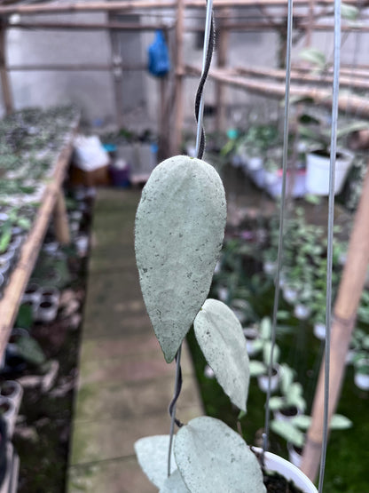 Hoya Caudata Argene (4 leaves)
