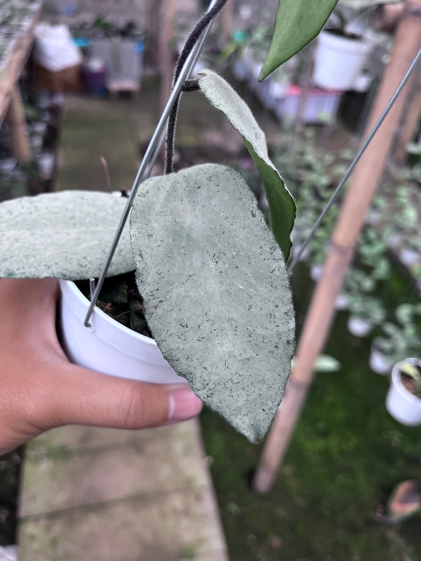 Hoya Caudata Argene (4 leaves)