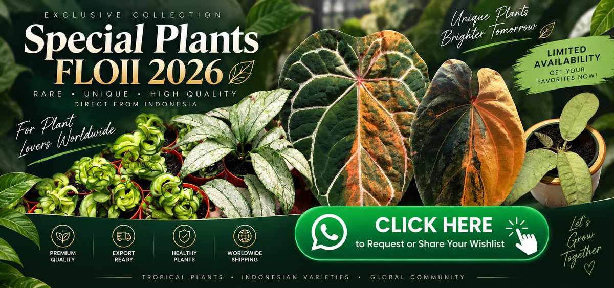 Contact us on WhatsApp
