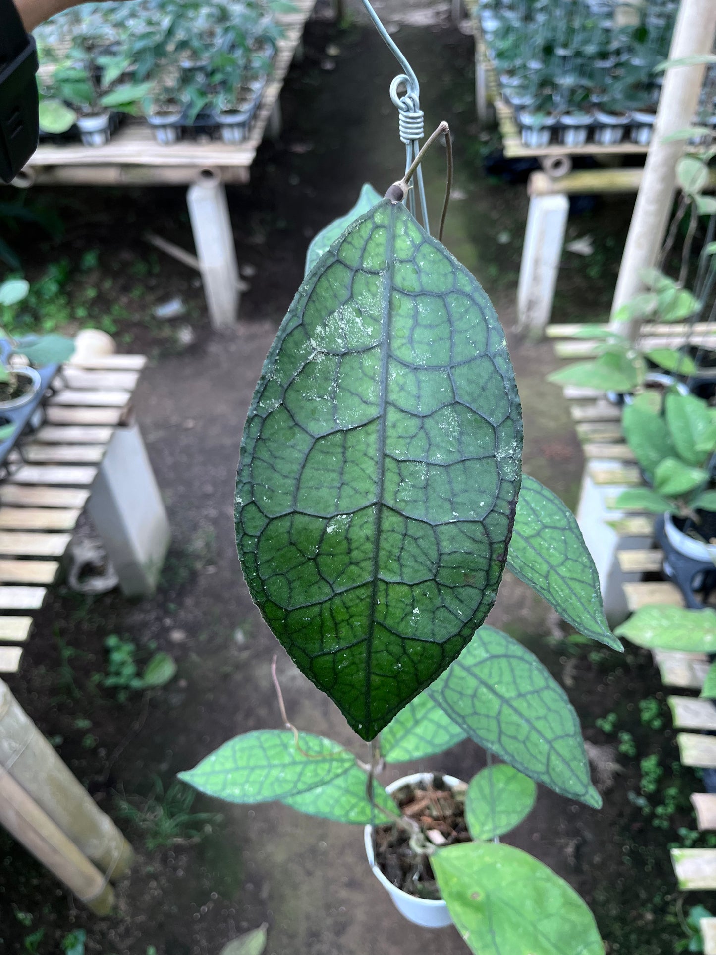 Hoya Clemensiorum Aceh