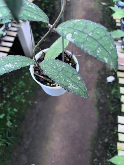 Hoya Clemensiorum Aceh Army