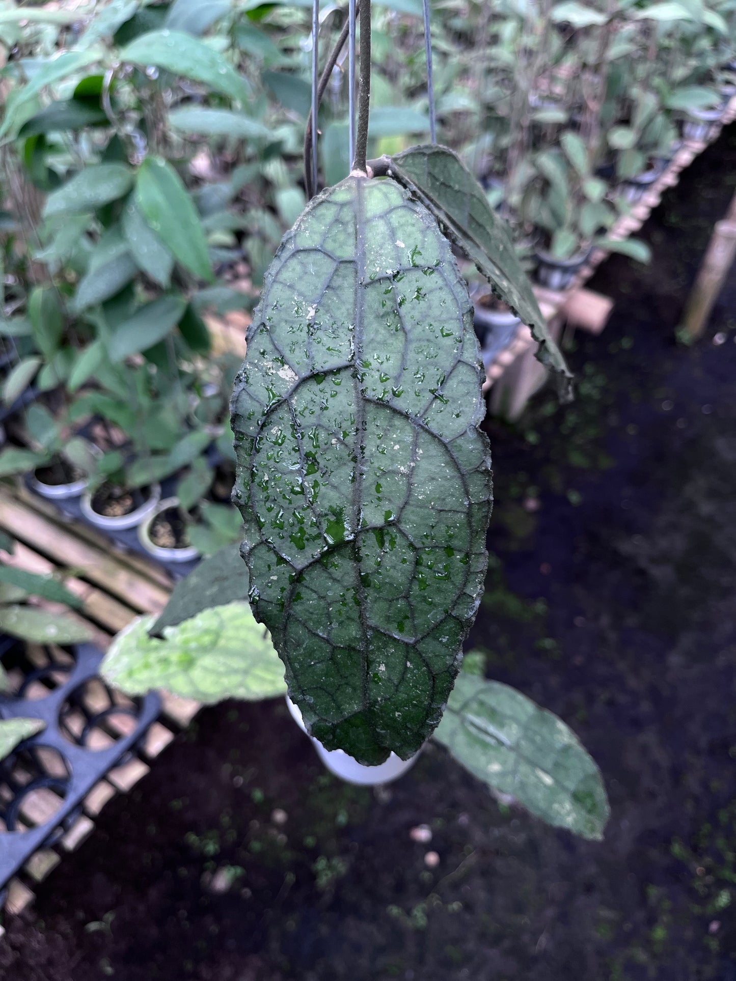 Hoya Clemensiorum Aceh Dark