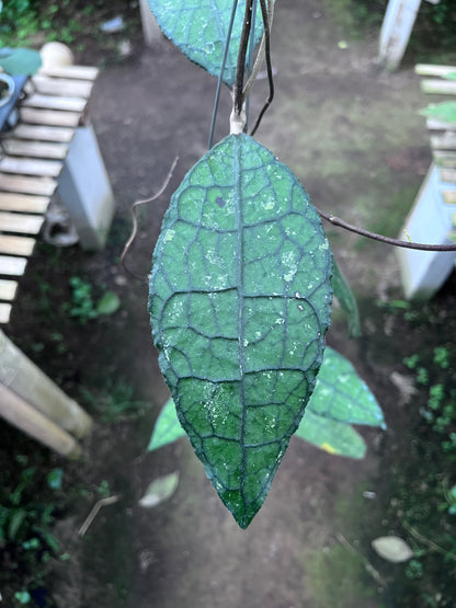 Hoya Clemensiorum Aceh Jurassica