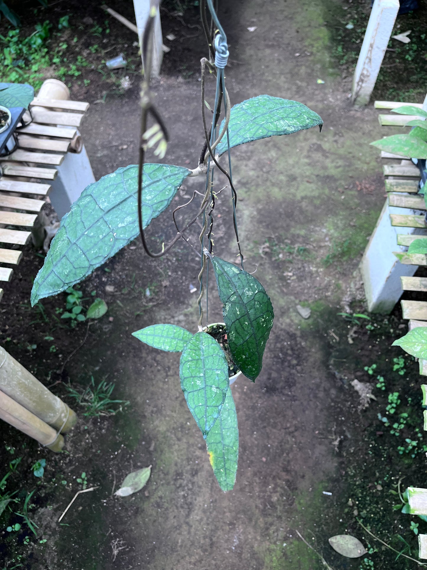 Hoya Clemensiorum Aceh