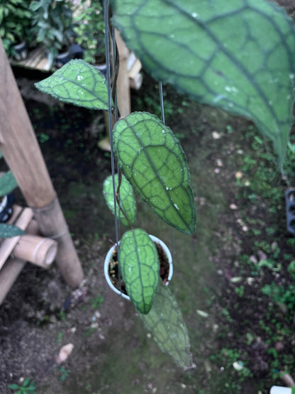 Hoya Clemensiorum Venasi