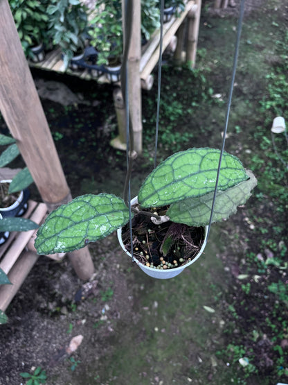 Hoya Clemensiorum Venasi