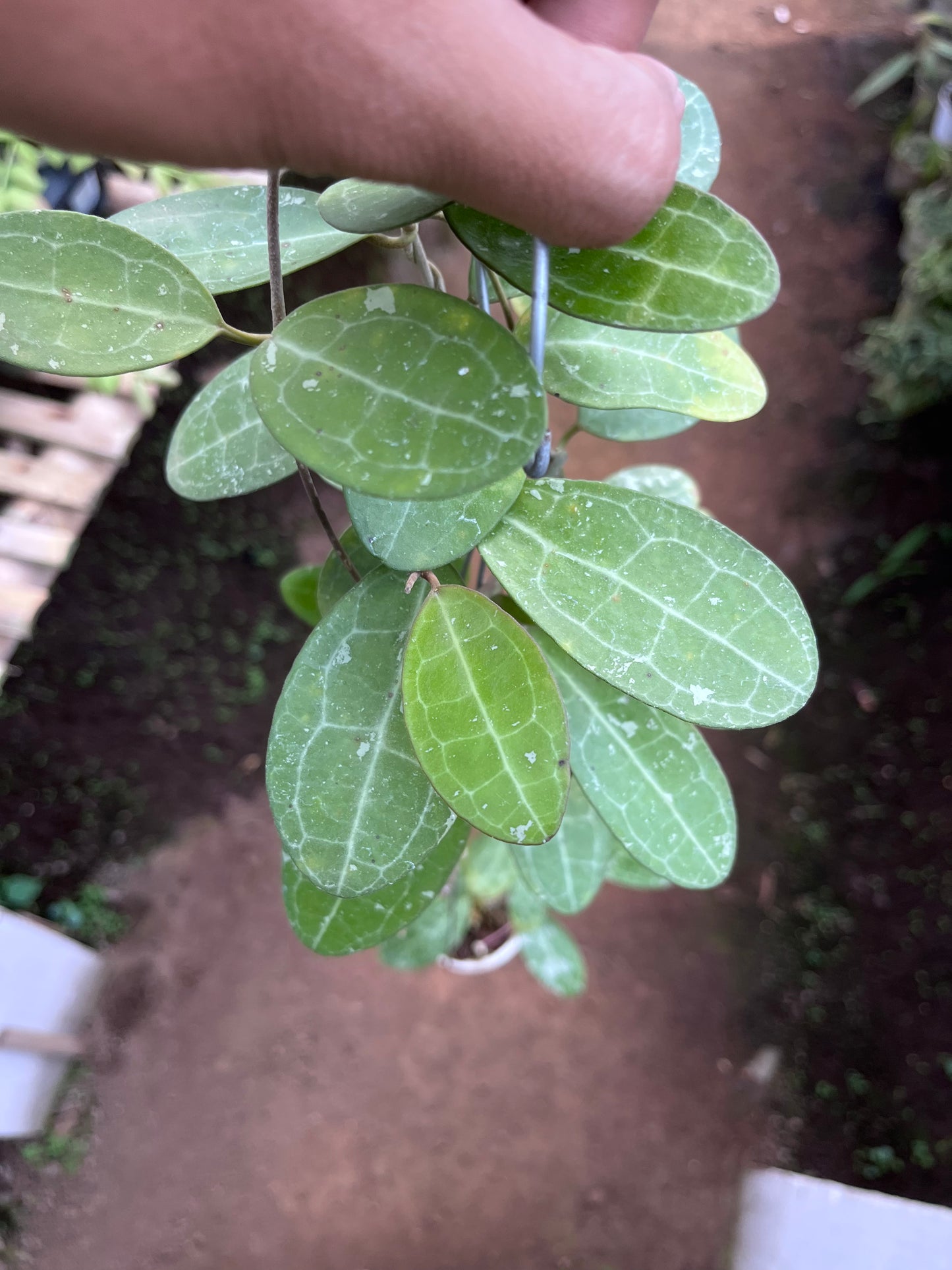 Hoya Elliptica Splash