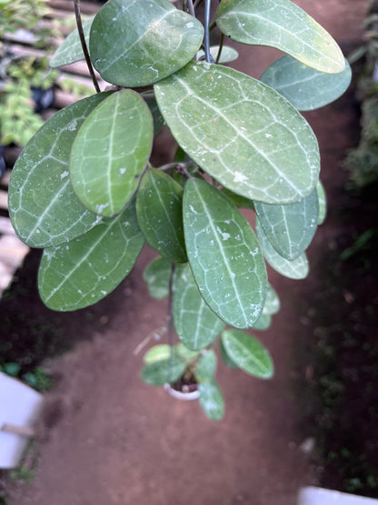 Hoya Elliptica Splash