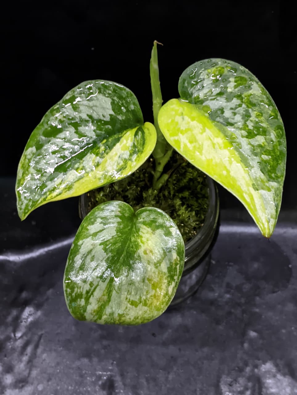 Scindapsus Exotica Geulis