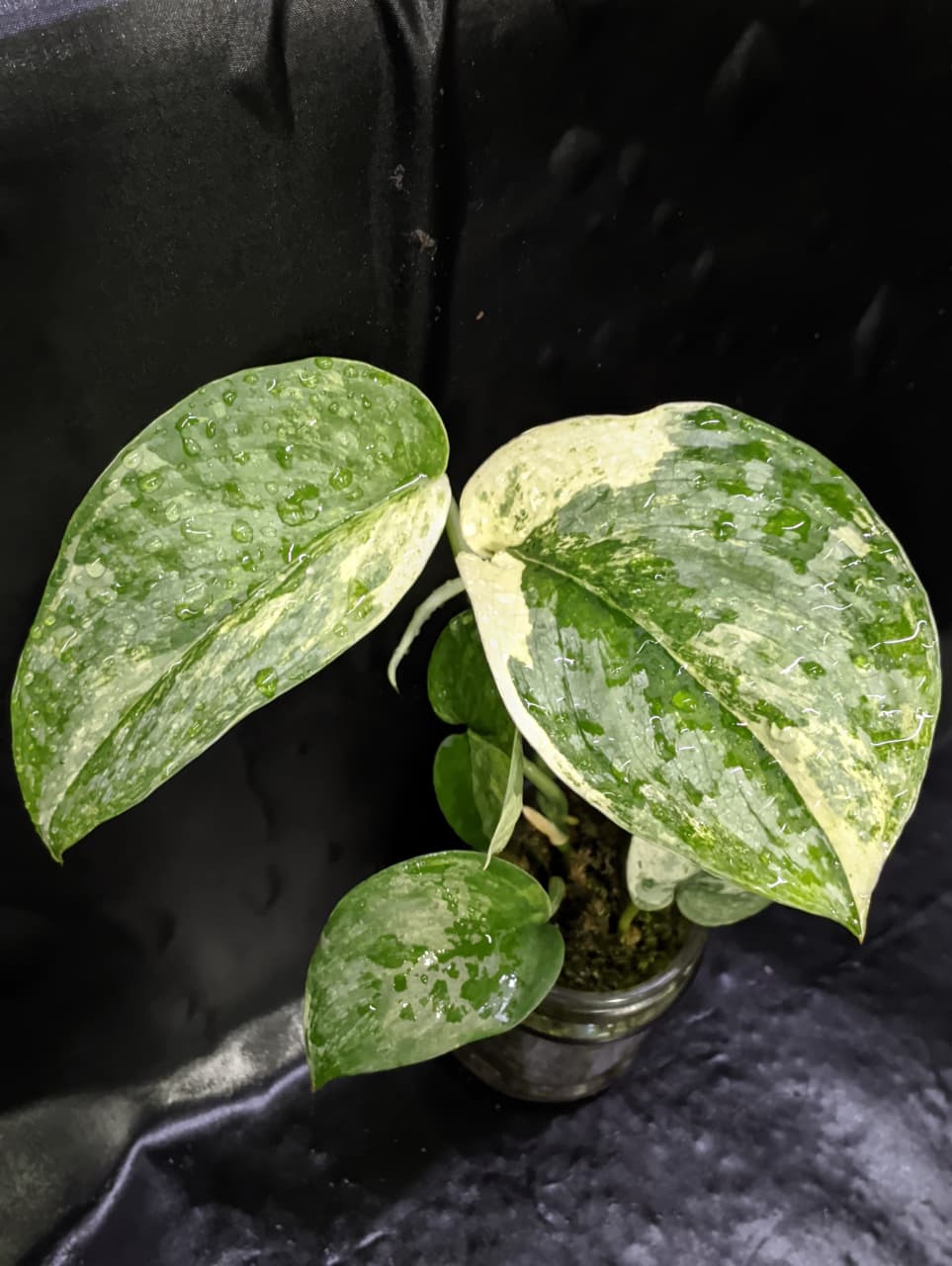 Scindapsus Ecotica No ID