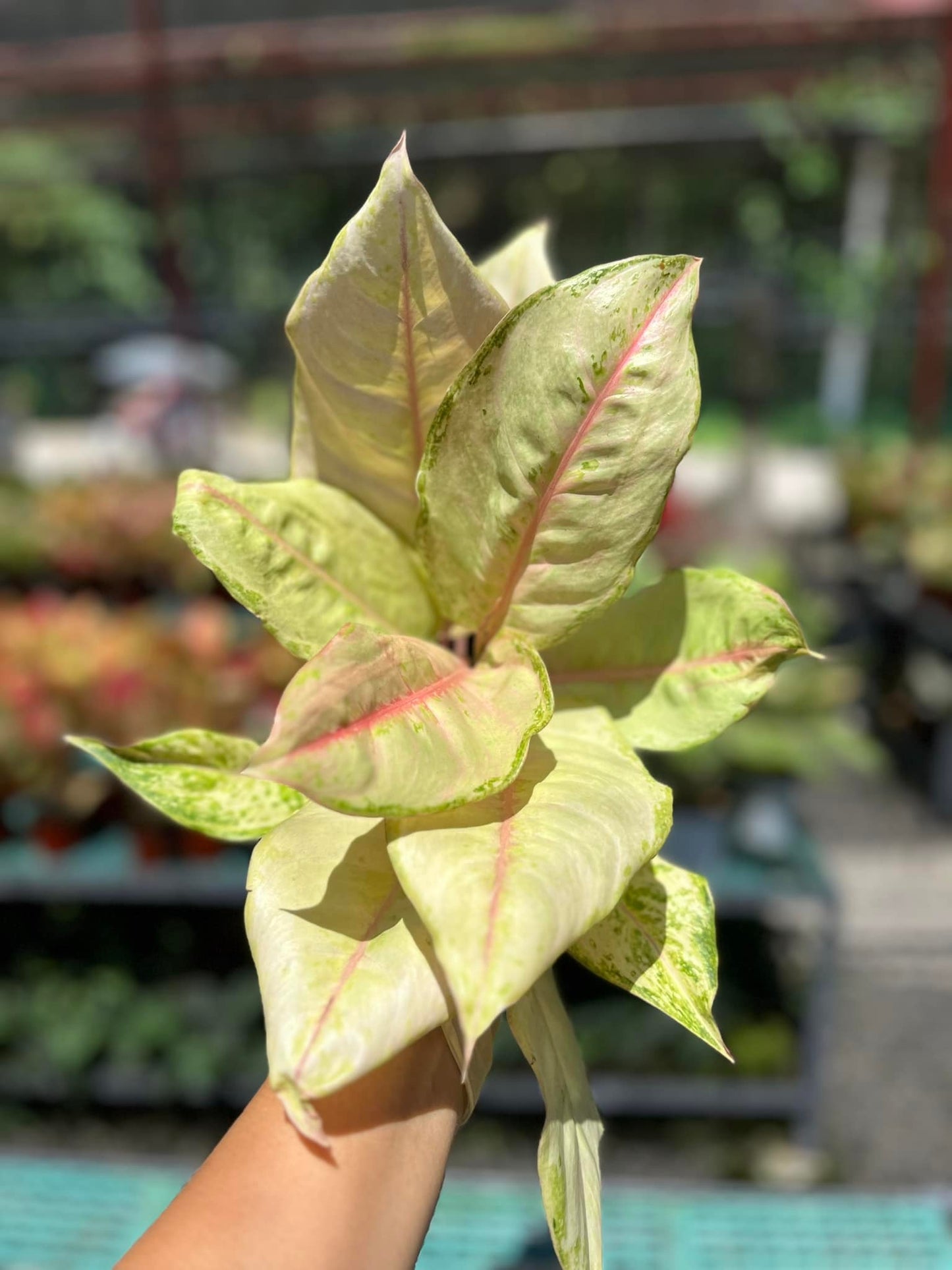 Aglaonema Frozen