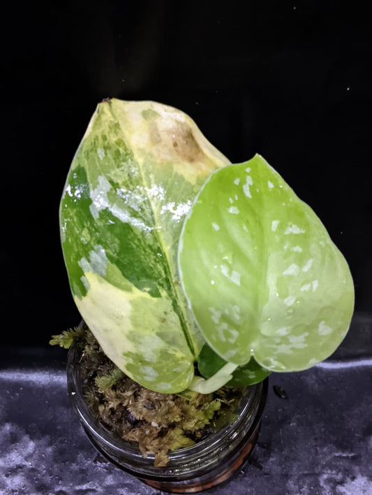 Scindapsus Fantasi