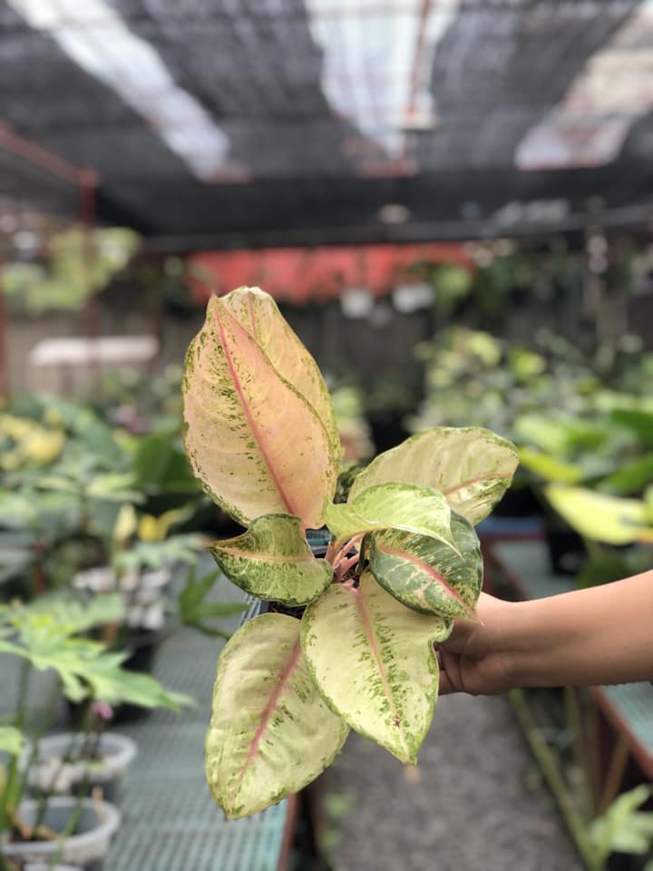 Aglaonema Frozen