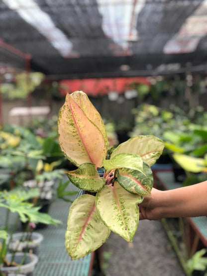 Aglaonema Frozen
