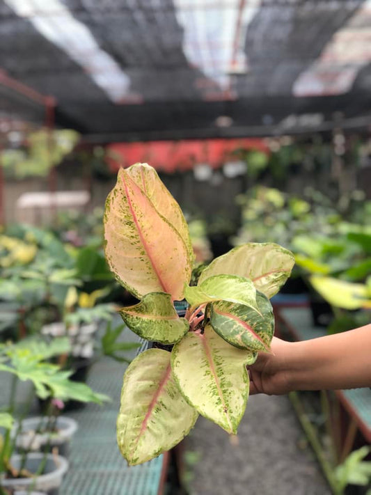 Aglaonema Frozen