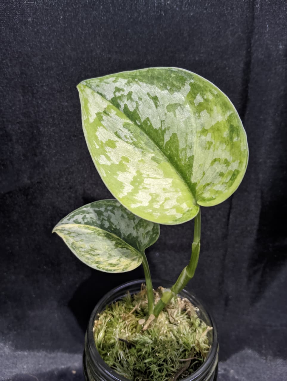 Scindapsus Geulis