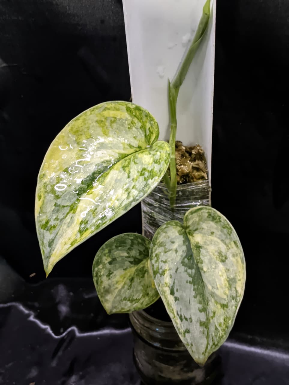 Scindapsus Geulis Peasun