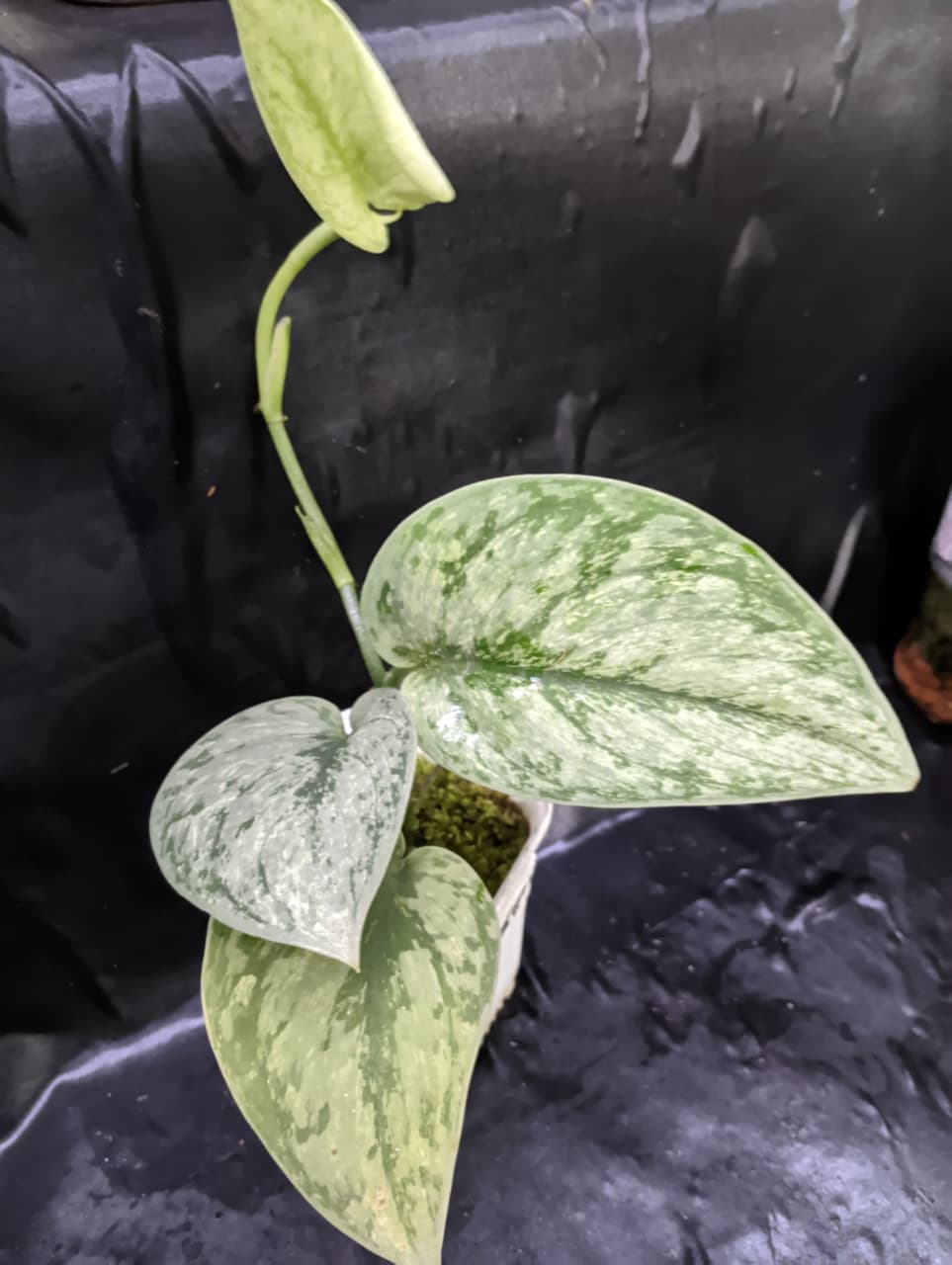 Scindapsus Hologram