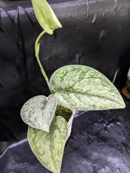 Scindapsus Hologram
