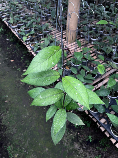 Hoya Aceh Red Bones