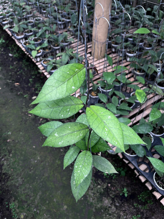 Hoya Aceh Red Bones