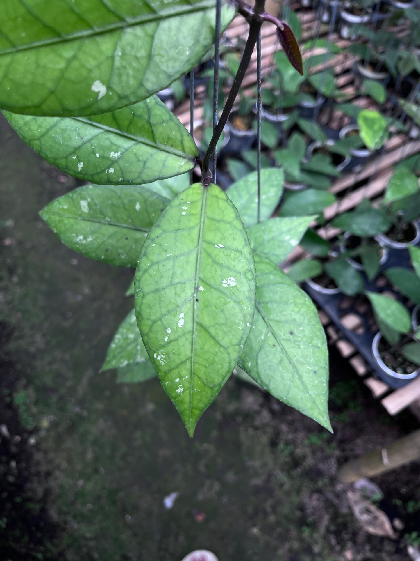 Hoya Aceh Red Bones