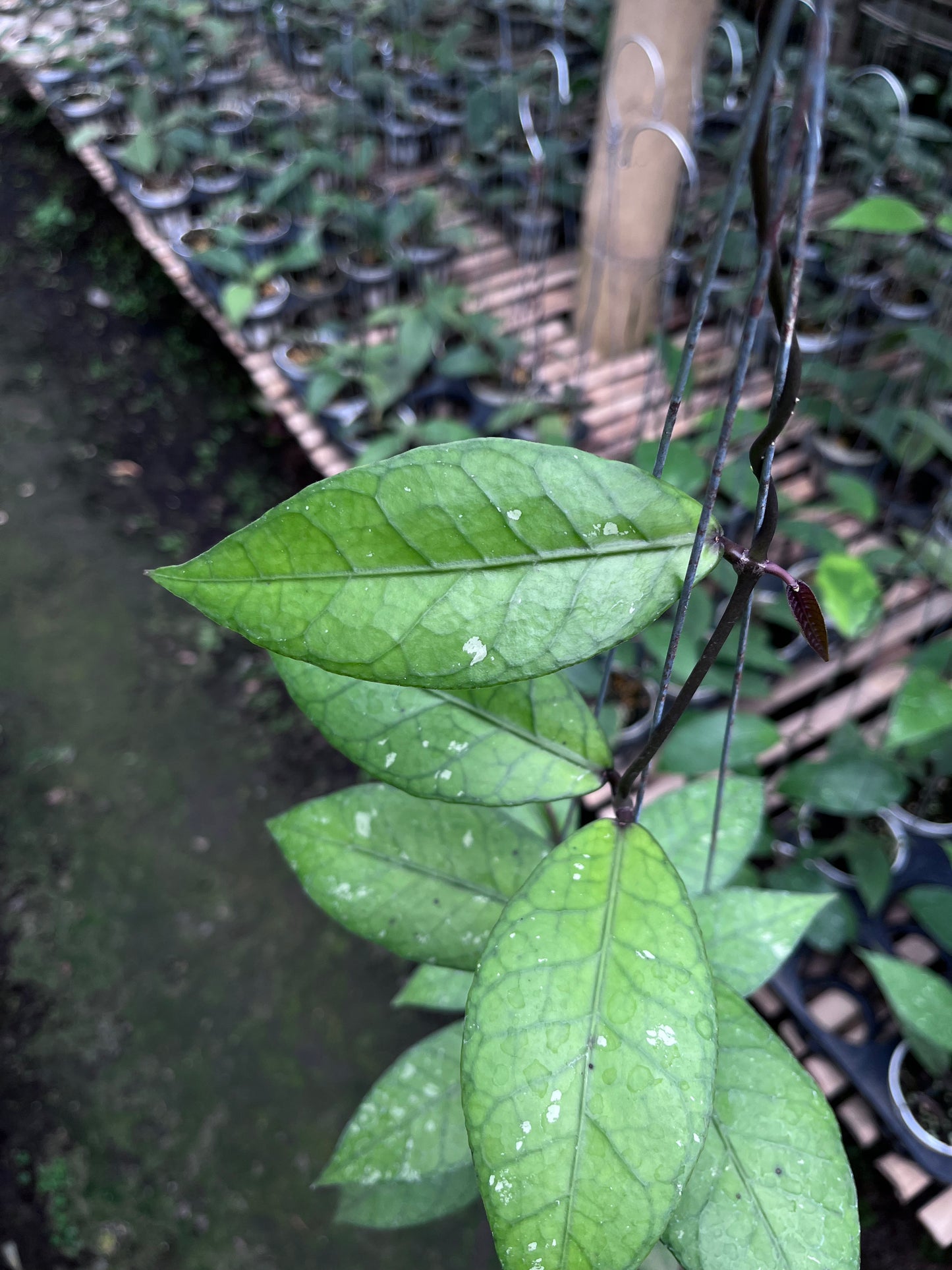 Hoya Aceh Red Bones