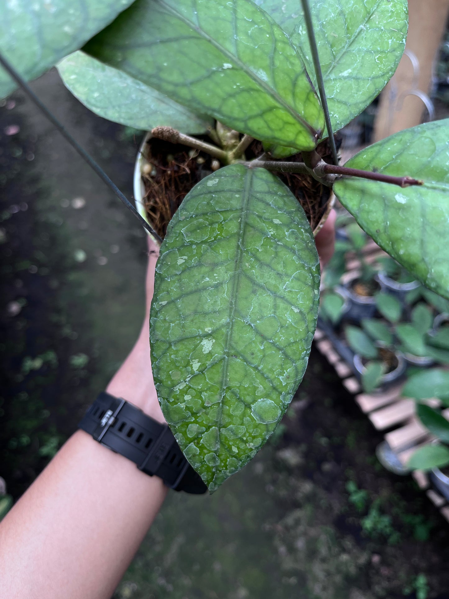 Hoya Aceh Red Bones
