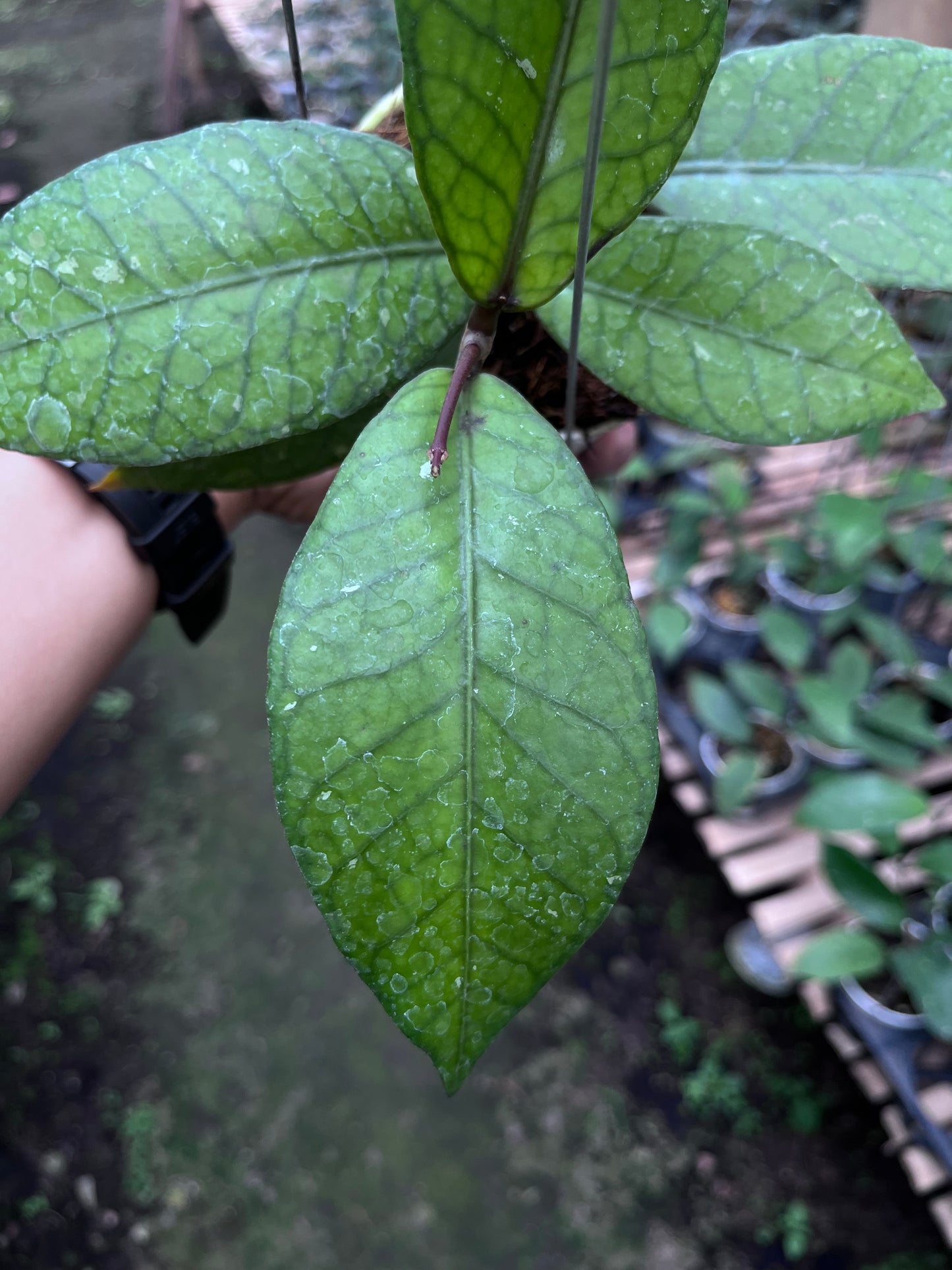 Hoya Aceh Red Bones