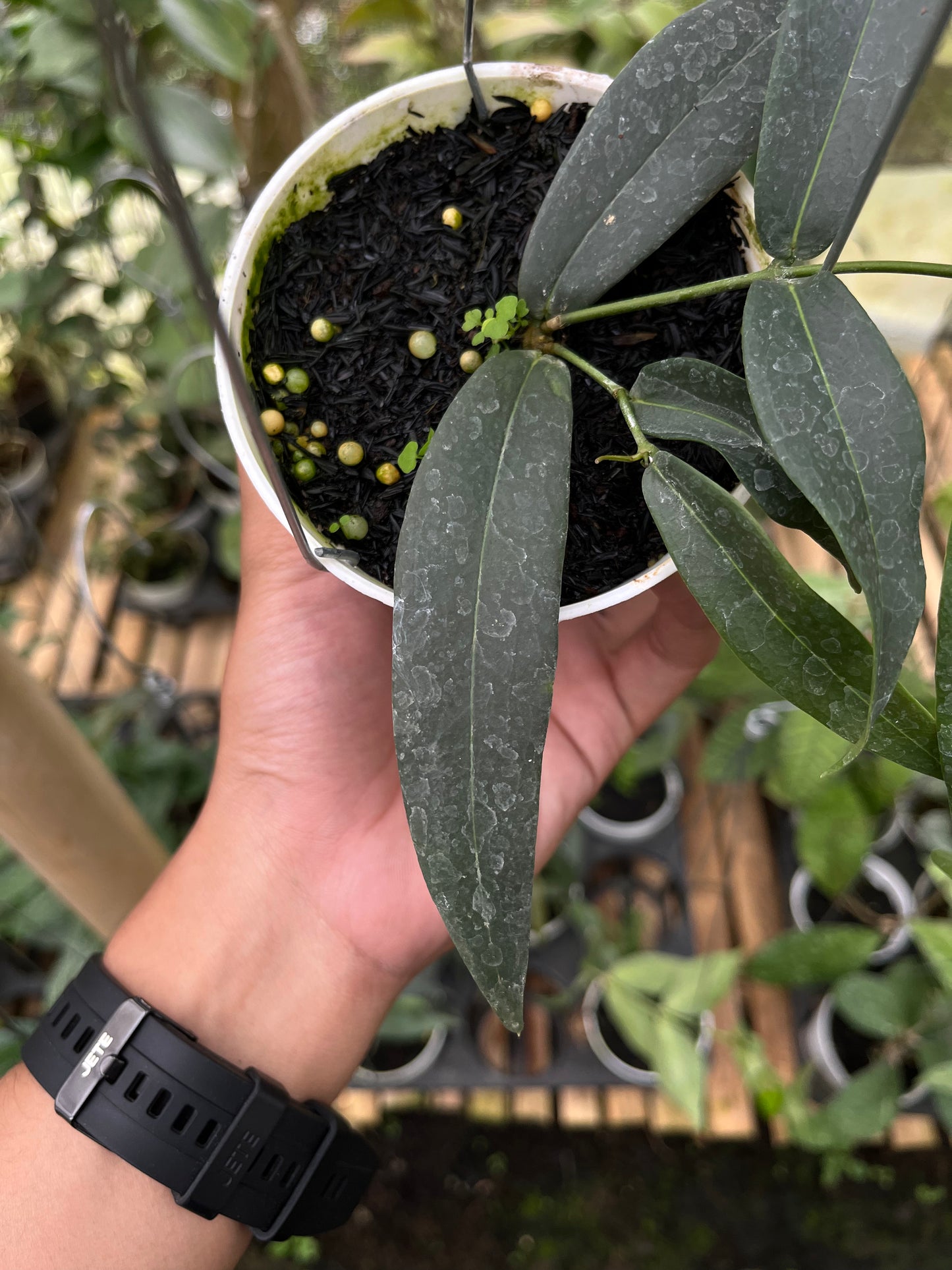 Hoya Brasii