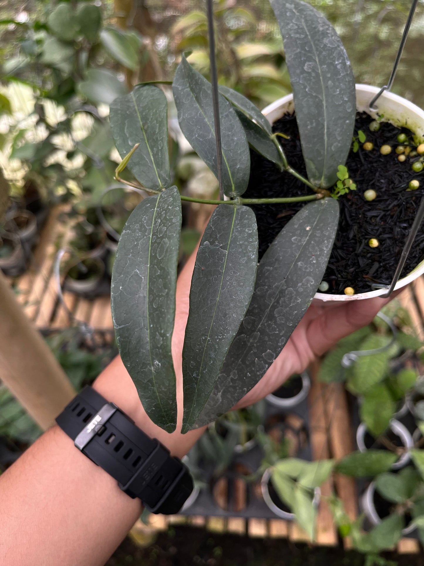 Hoya Brasii