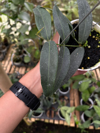 Hoya Brasii