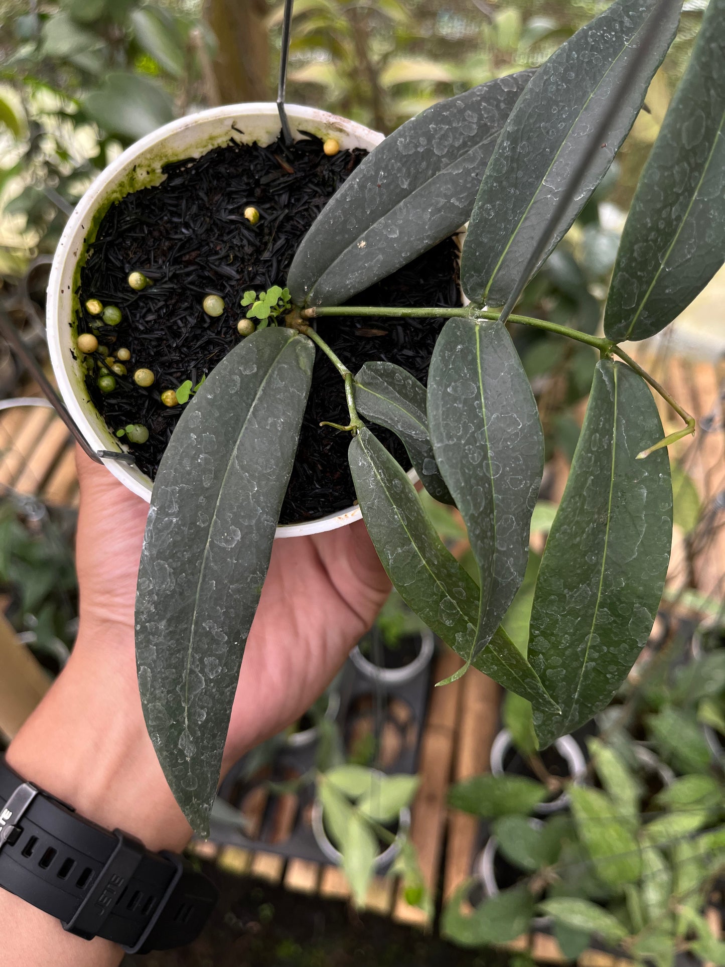 Hoya Brasii