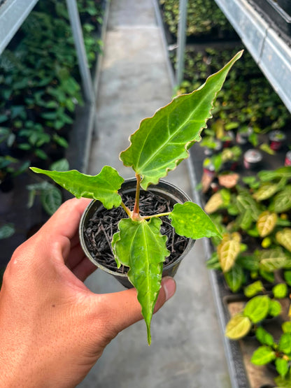 Anthurium Dressleri X Kraken