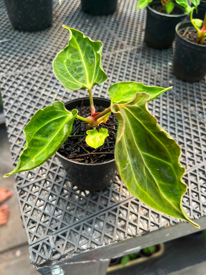 Anthurium CarlaXBVEP X Kraken