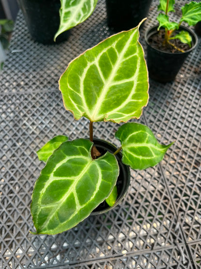 Anthurium Carla X MuchlisXPapilillaminum