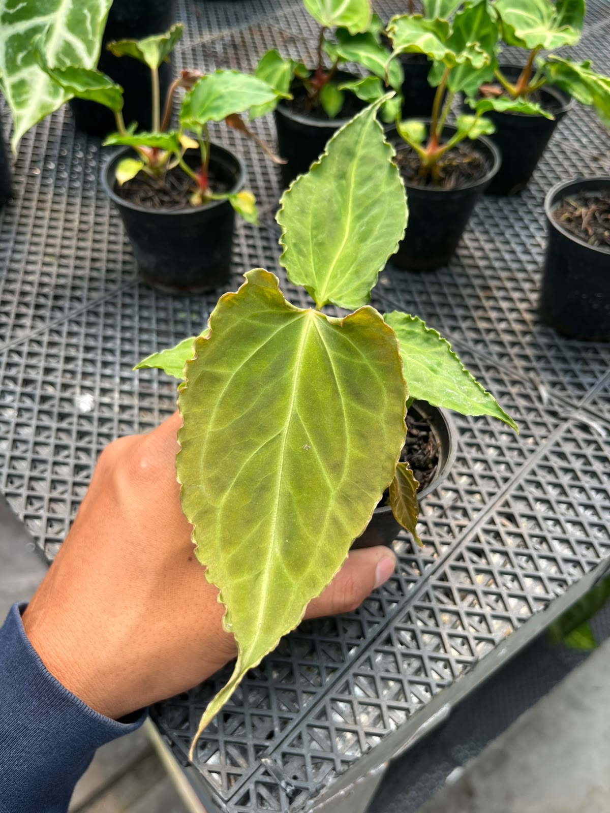 Anthurium Doom Slayer (Kraken X Muchlis)