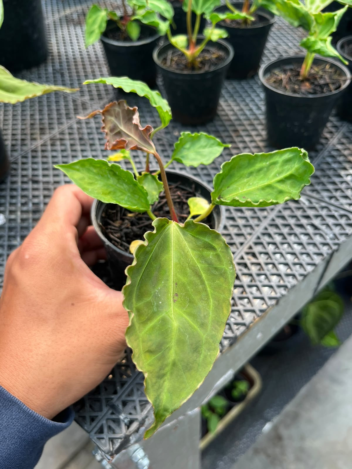 Anthurium Doom Slayer (Kraken X Muchlis)