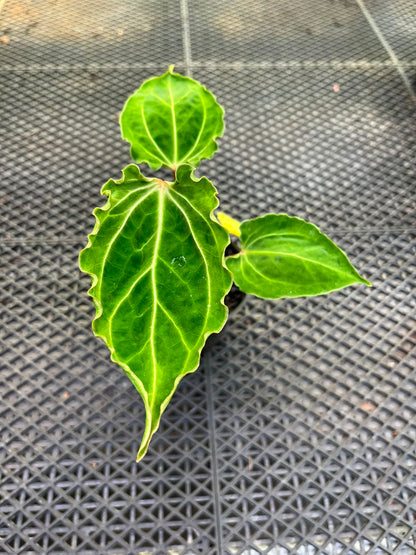 Anthurium Papilillaminum Variegated X Muchlis