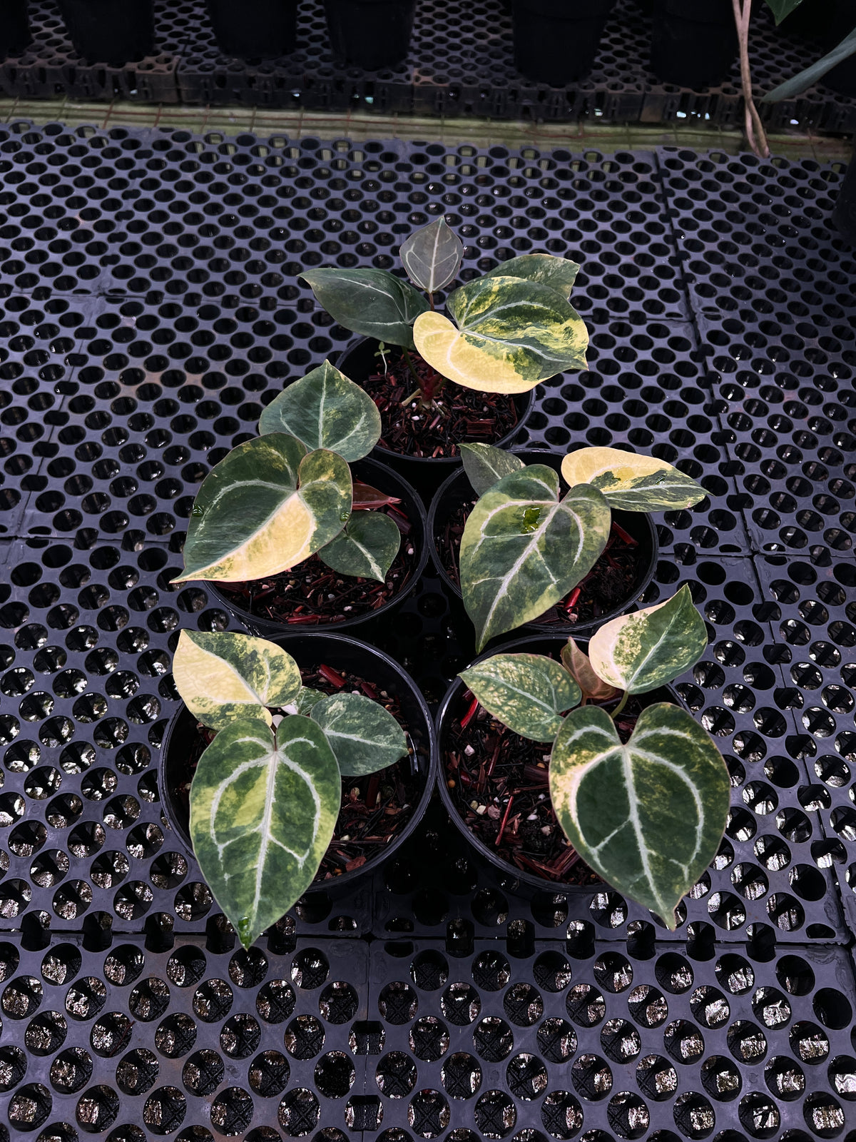 Anthurium (Black Venom x Domino) x KOS Original