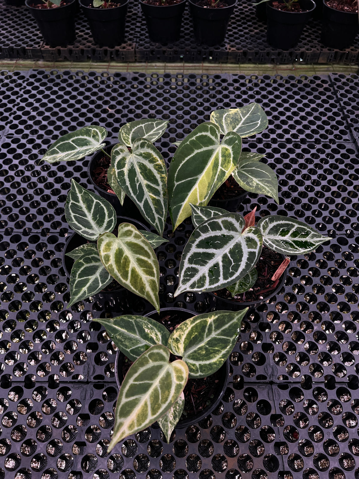 Anthurium Dorayaki Silver Var x King of Spades Butterfly Variegated