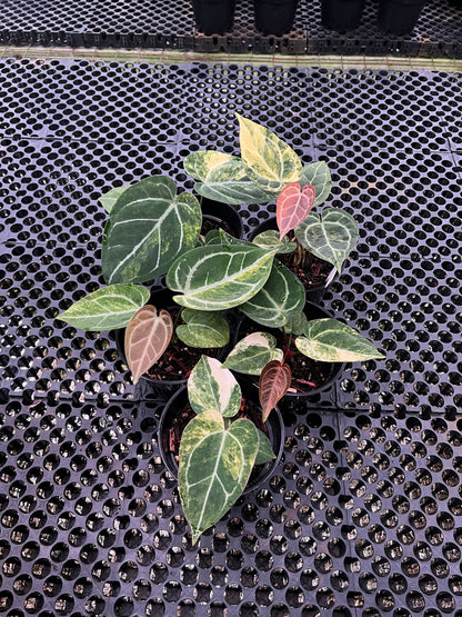 Anthurium (Black Venom x Domino) x RC NSE