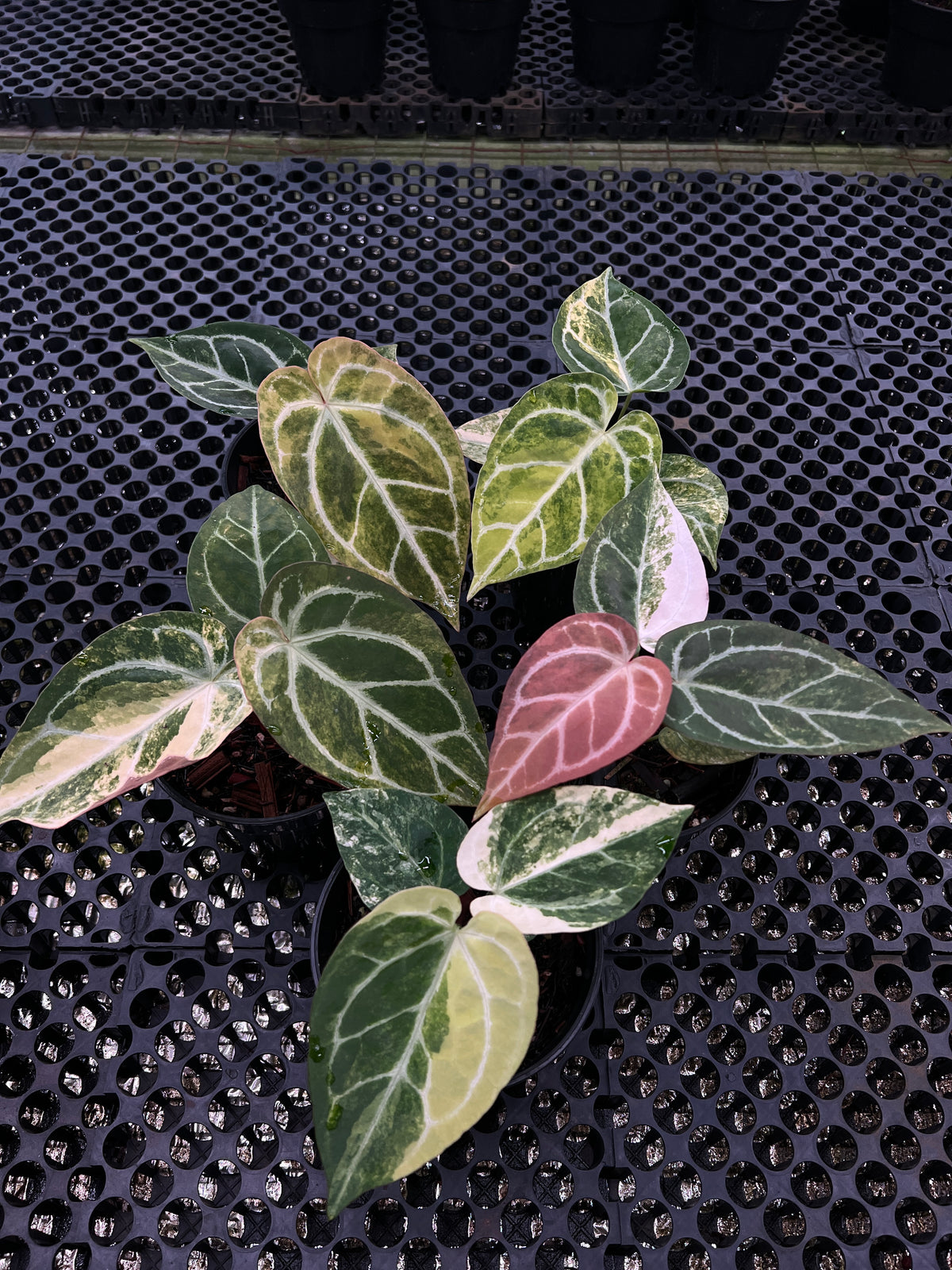 Anthurium Silver Hope Var x Silver Tiger