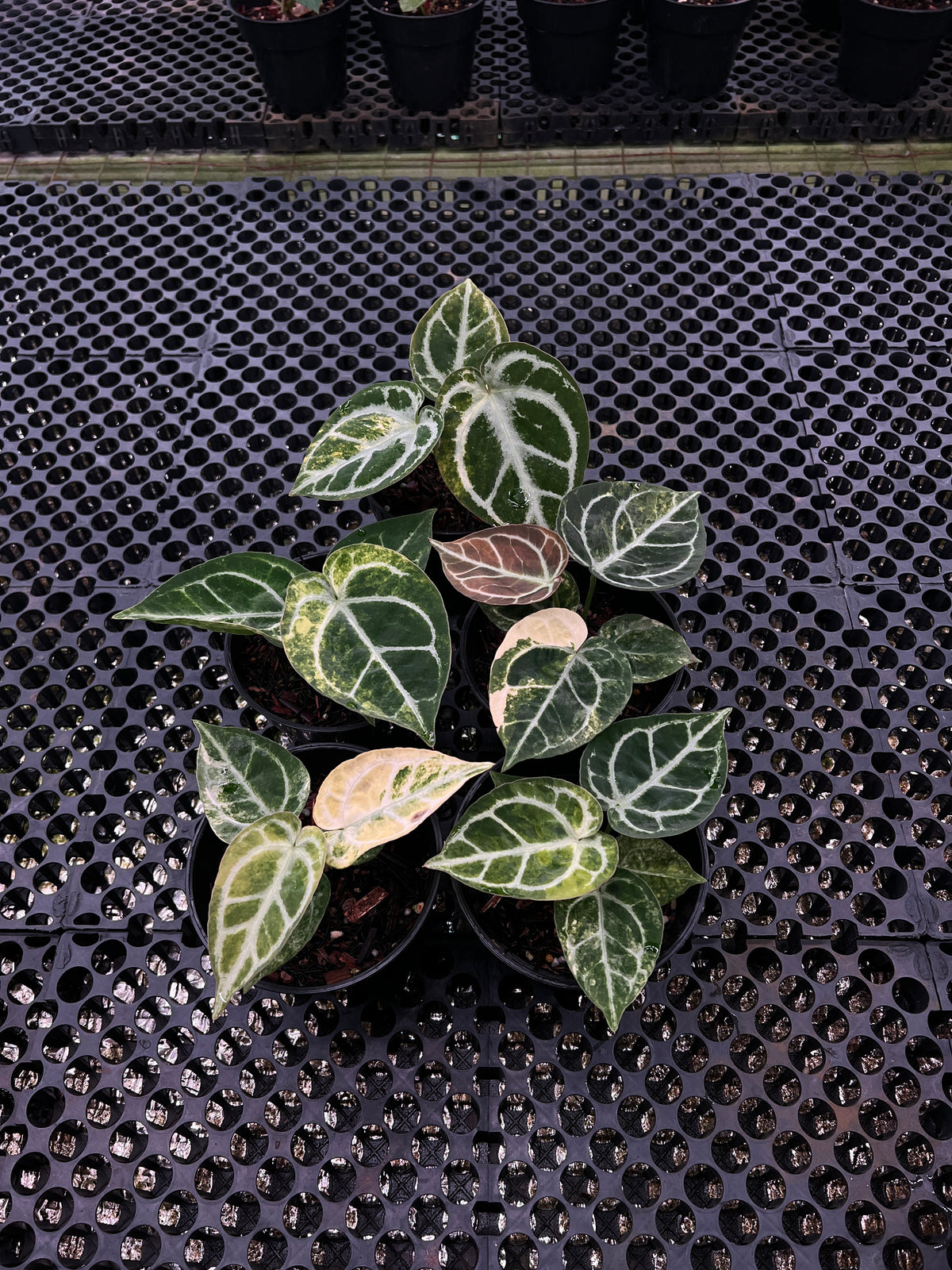 Anthurium Dorayaki Silver Var x KOS RC