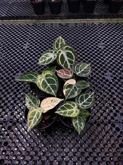 Anthurium Dorayaki Silver Var x KOS RC