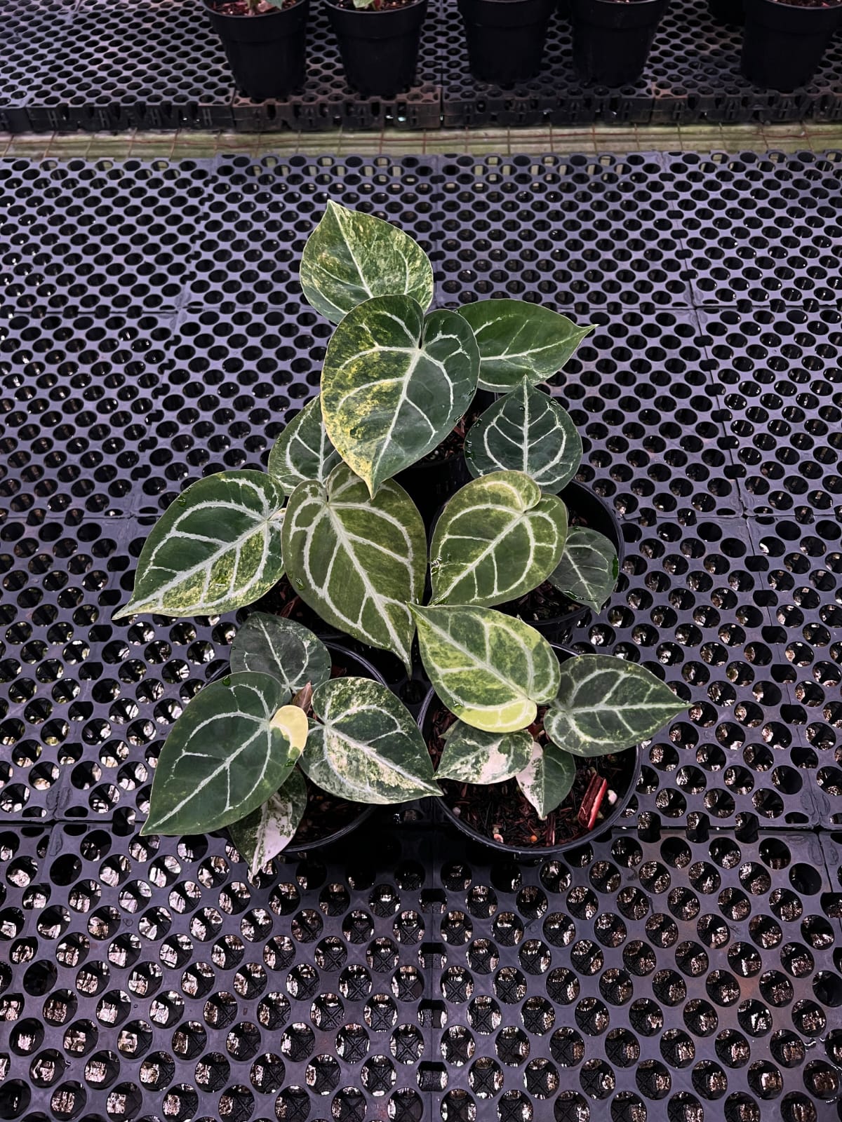 Anthurium Dorayaki Silver Var x SKG