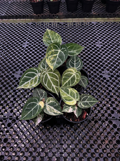 Anthurium Dorayaki Silver Var x SKG
