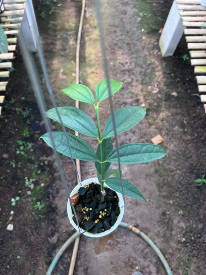 Hoya Medinifolia